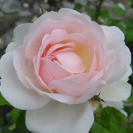 Trandafiri englezești - Trandafiri - Ausreef - 